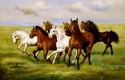 Horses 025